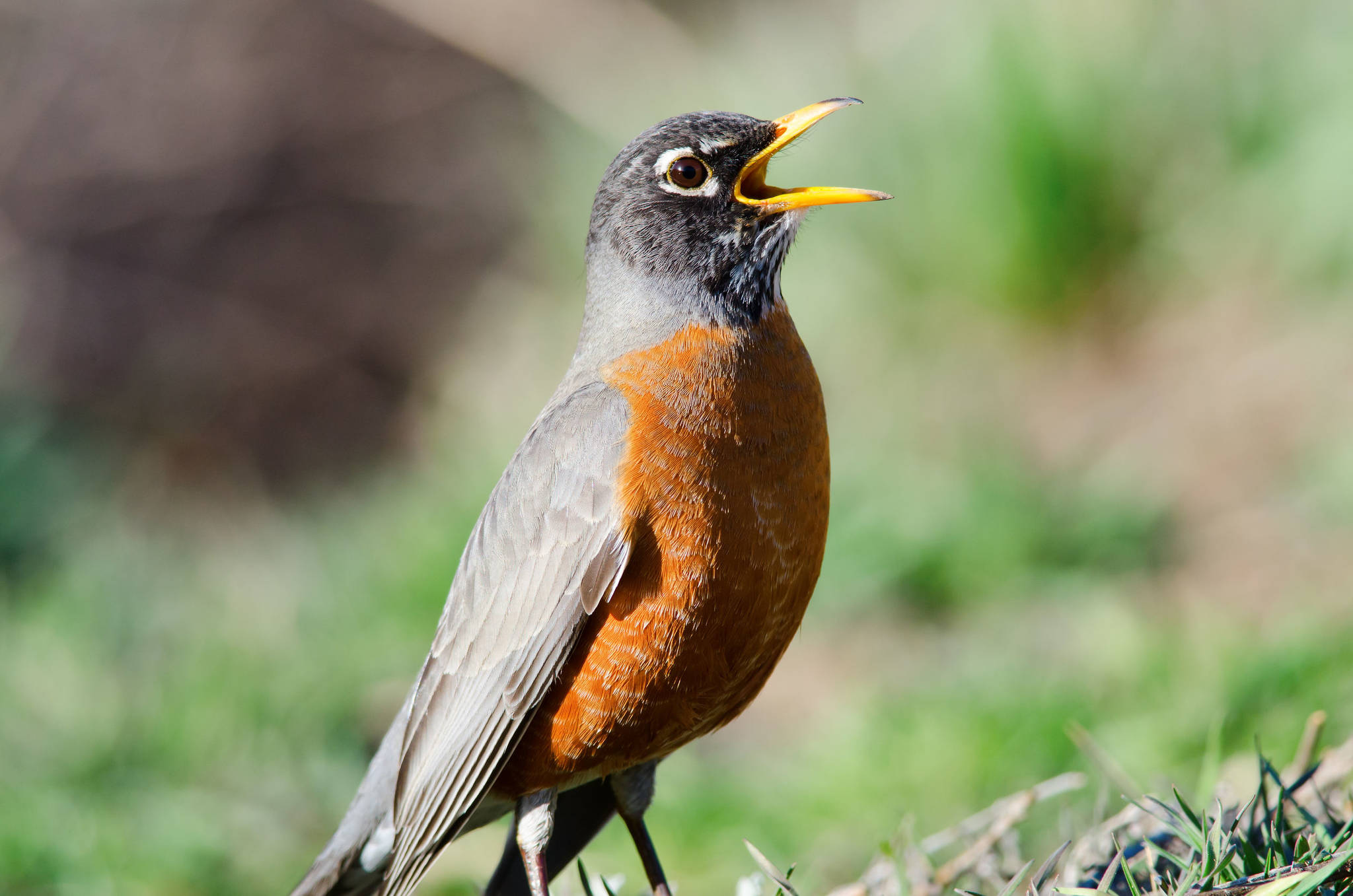 Stock image of an American robin.