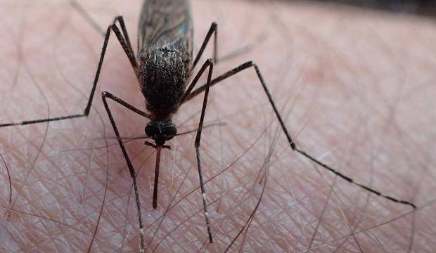In Alaska, mosquitoes bite where Zika won’t