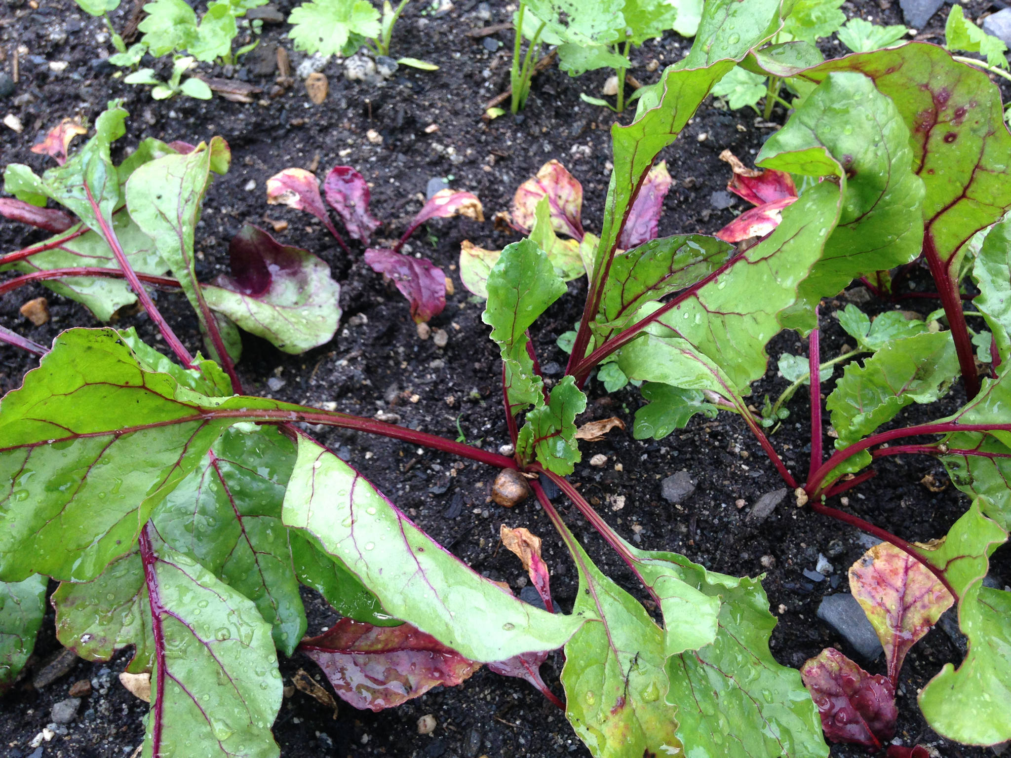 Healthy beets alongside those not faring as well. (Corinne Conlon | For the Juneau Empire)