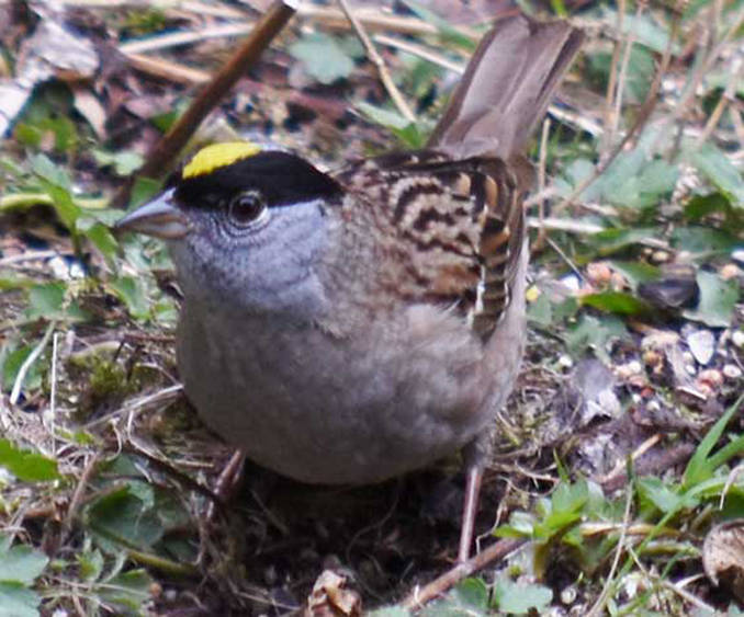 Migratory birds, like this golden-crowned sparrow, have been dropping in on Juneau lately. (Photo courtesy of Gwen Baluss)