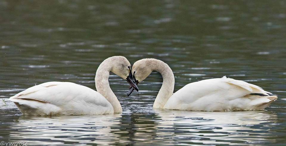 A pair of tundra swans bond at Moose Lake in Juneau. (Photo by Gina Vose)
