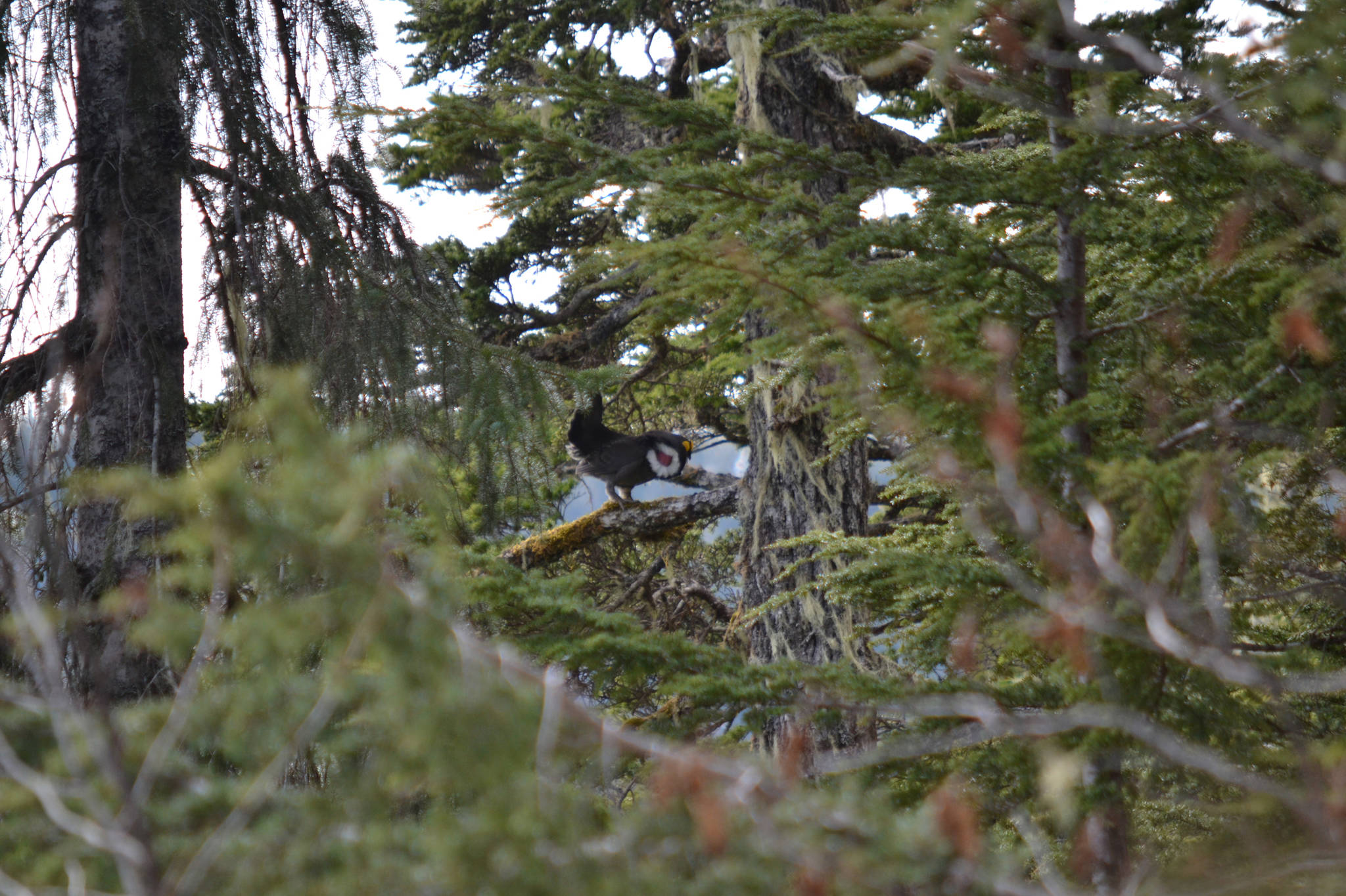 A male sooty grouse hooting its courtship call. (Bjorn Dihle | For the Juneau Empire)
