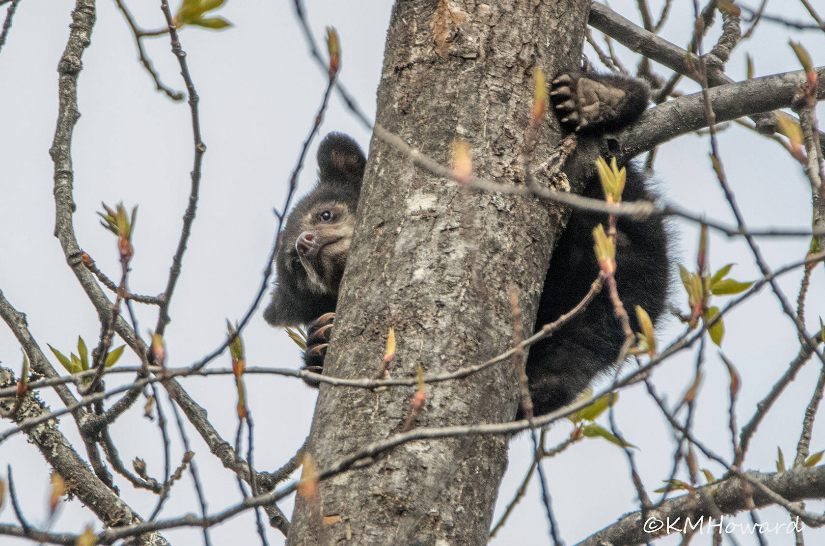 One of the trio of tiny bear cubs at the glacier, watching the world go by from the top of a cottonwood tree. (Photo by Kerry Howard)