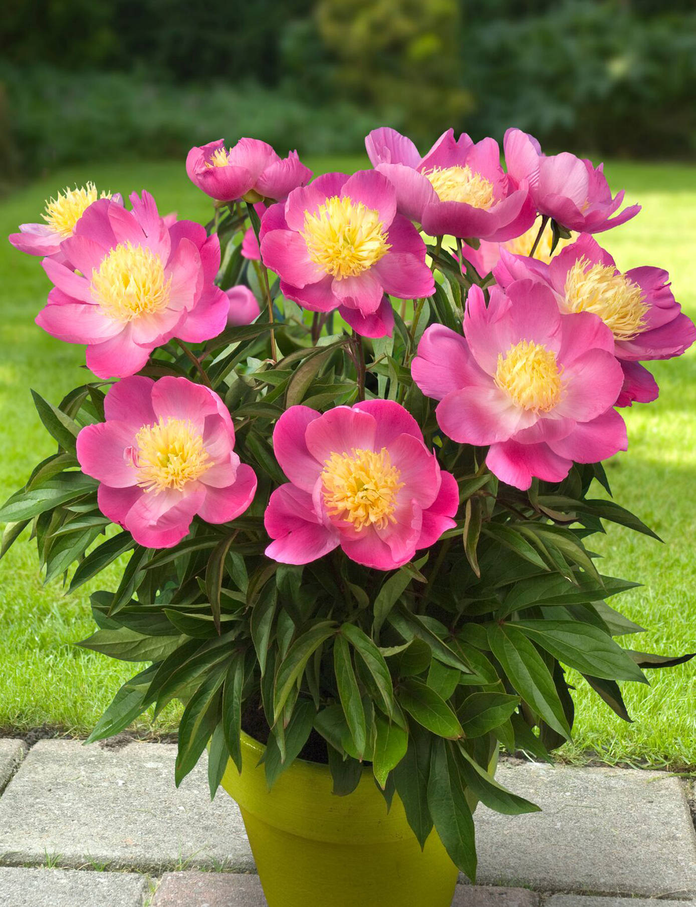 Dwarf Patio Peonies are bred for life in containers. (David Lendrum | For the Juneau Empire)