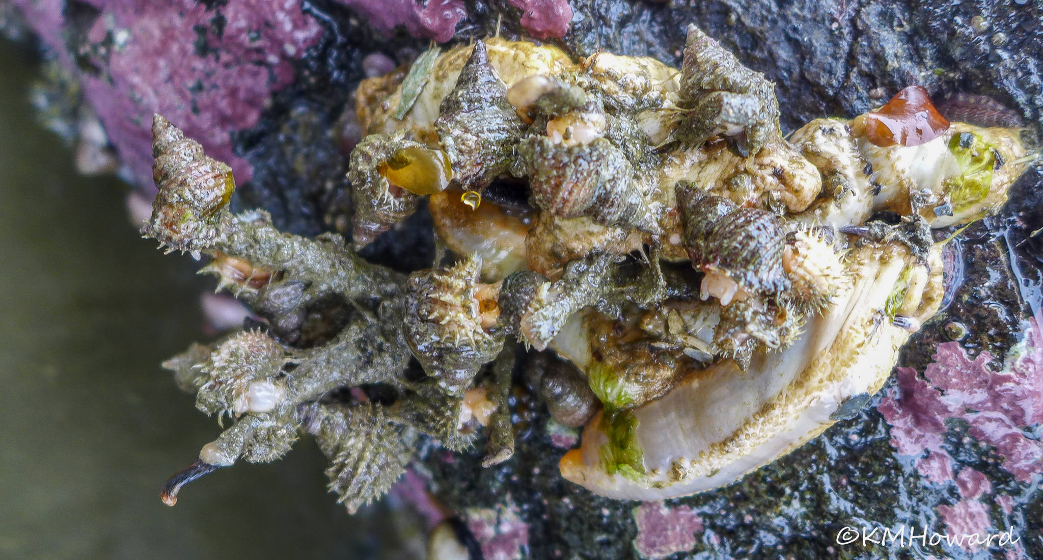Hairysnails are attached to tubeworms, which will start feeding when the tide covers them, and the snails can then steal prey from the worms. (Kerry Howard | For the Juneau Empire)