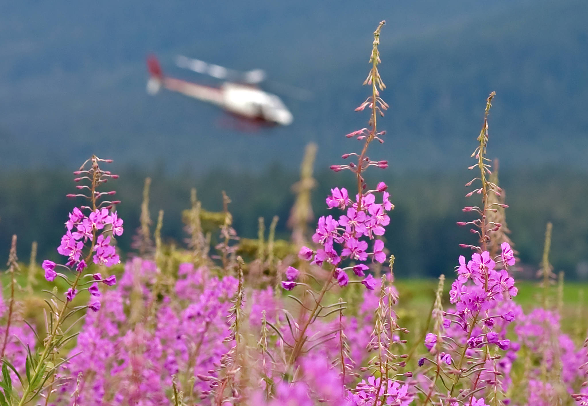 A TEMSCO helicopter arrives for a landing at the Juneau International Airport next to land filled with blooming fireweed. Bicknell Inc., a local construction company, is rezoning part of the property for industrial purposes. (Michael Penn | Juneau Empire file)