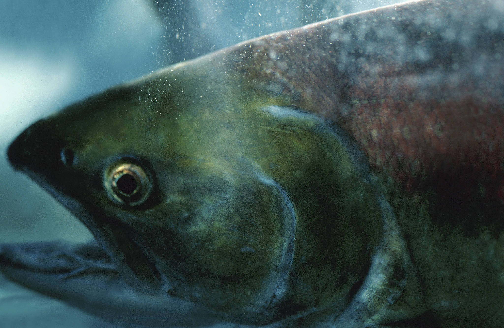 Salmon defenders propose 2018 ballot initative, predict huge fish fight