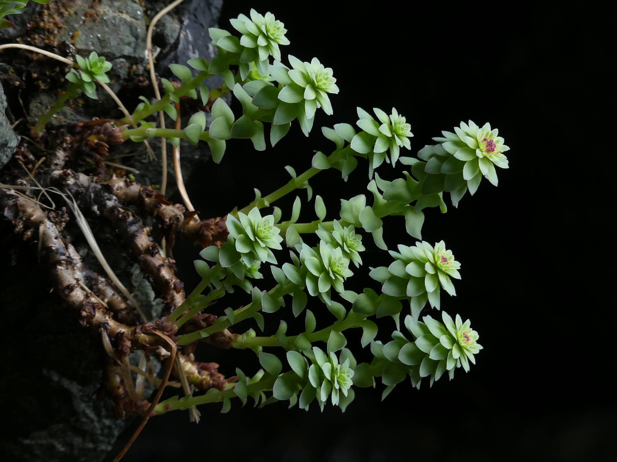 Roseroot clings to a rocky cliff near Bridget Point on May 13. (Courtesy Photo | John Hudson)