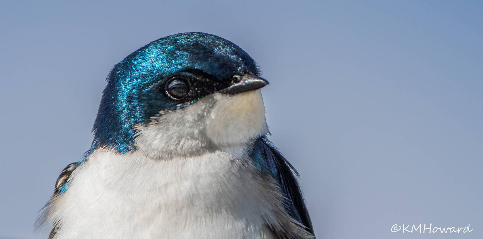 A tree swallow at the Mendenhall Wetlands. (Photo by Kerry Howard)