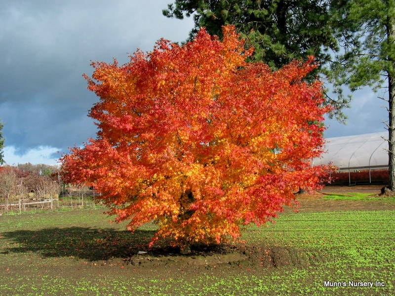 The Moonrise Maple was chosen as the Maple of the Year by the International Maple Society. (Courtesy photo)