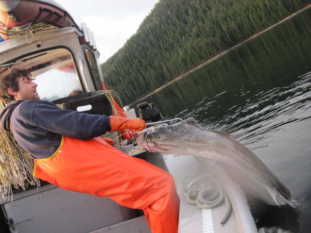 Sitka longliner and troller Jeff Farvour pulls a halibut aboard. Farvour supplies Alaskan’s Own with sustainably-caught seafood each summer. Photo by Jeff Farvour.