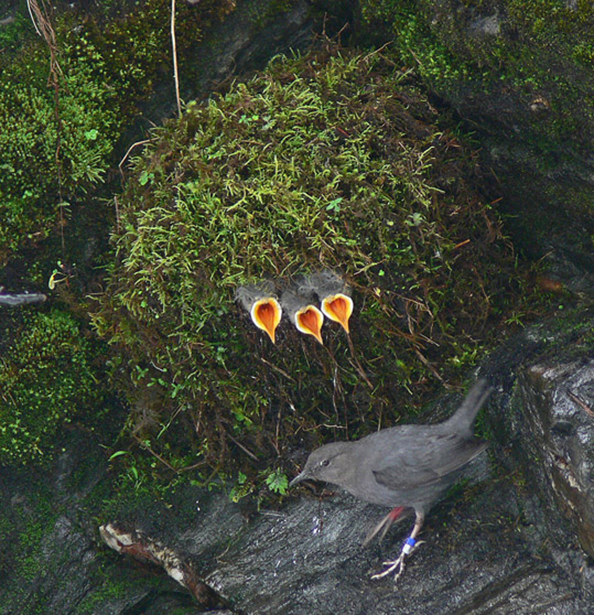 Three eager chicks of the American dipper, in their covered nest, let their parent know that they are very hungry. (Courtesy Photo | Mary Willson)