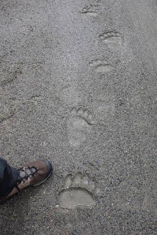 A grizzly bear track on the path of the Trans-Alaska Pipeline. (Ned Rozell | for the Juneau Empire)