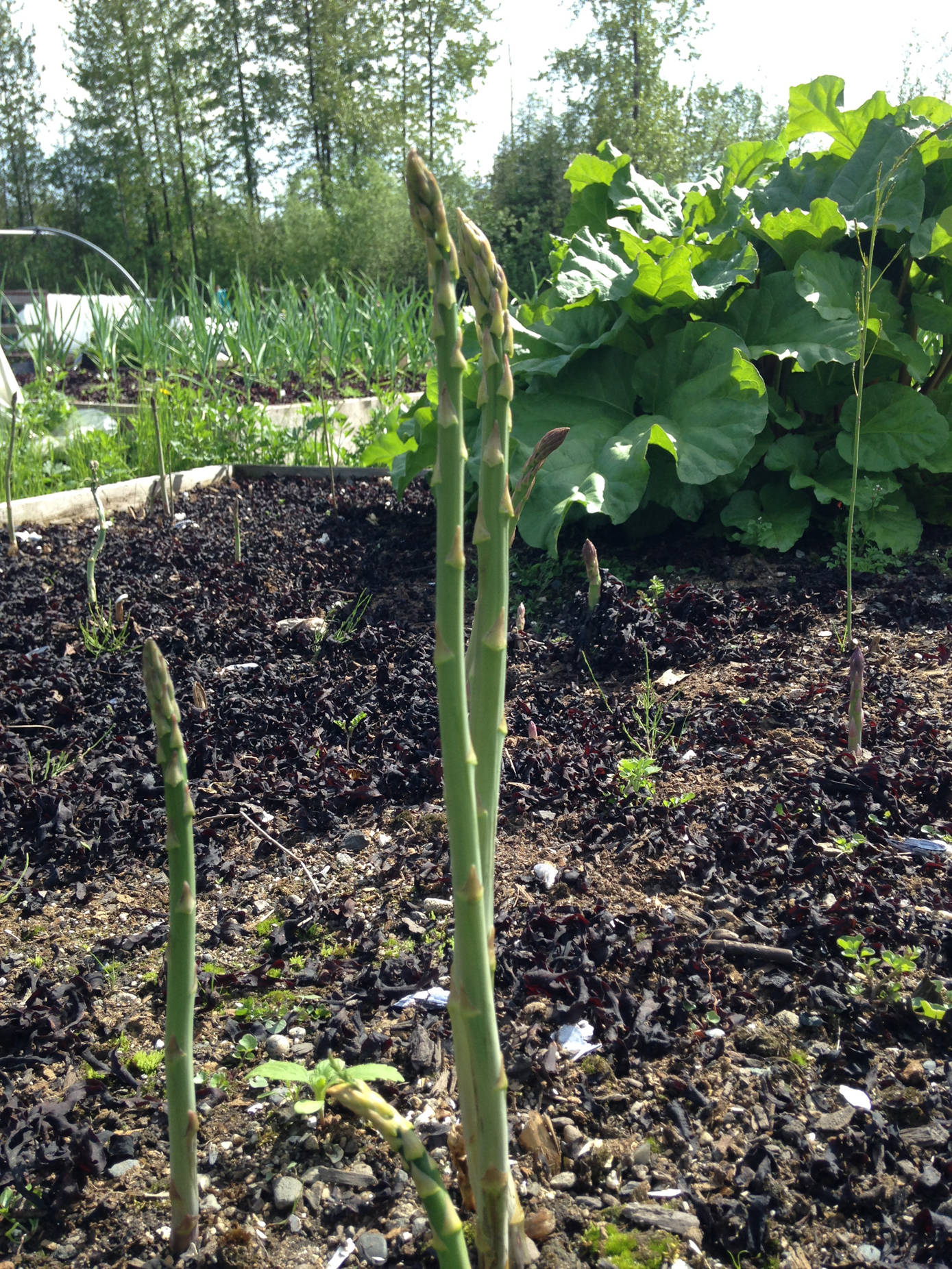 Signs of spring: asparagus and rhubarb. (Corinne Conlon | For the Juneau Empire)