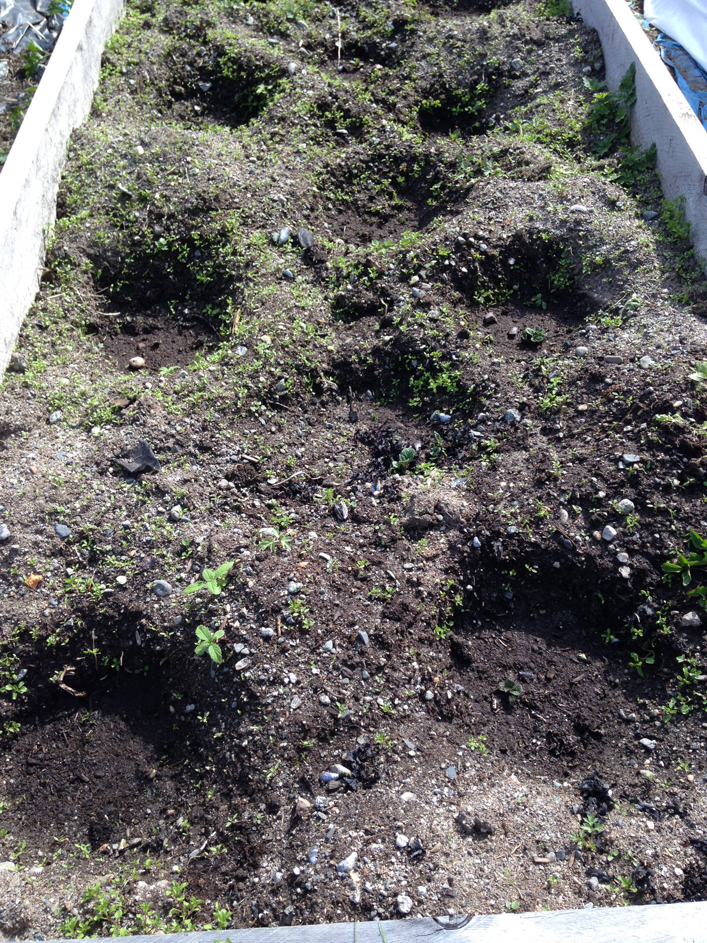 Signs of spring: Weeds taking over the potato patch. (Corinne Conlon | For the Juneau Empire)