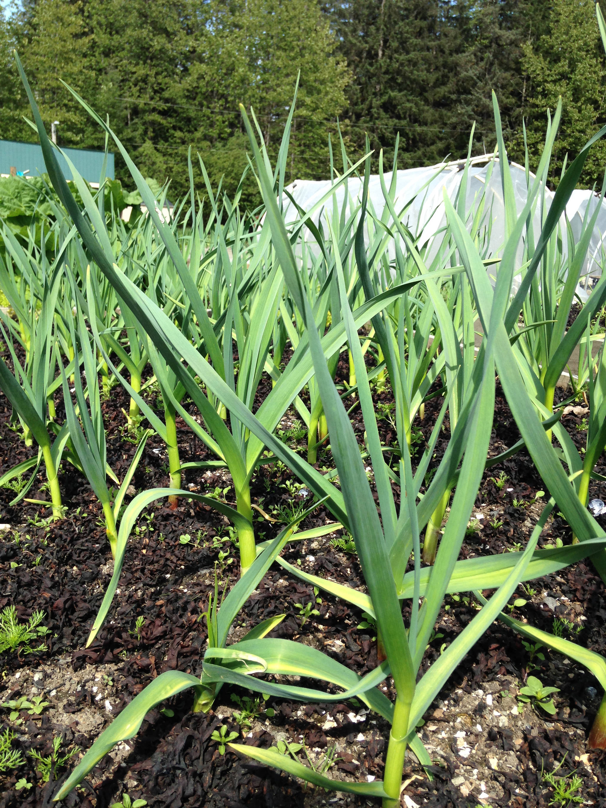 Signs of spring: Healthy looking garlic. (Corinne Conlon | For the Juneau Empire)