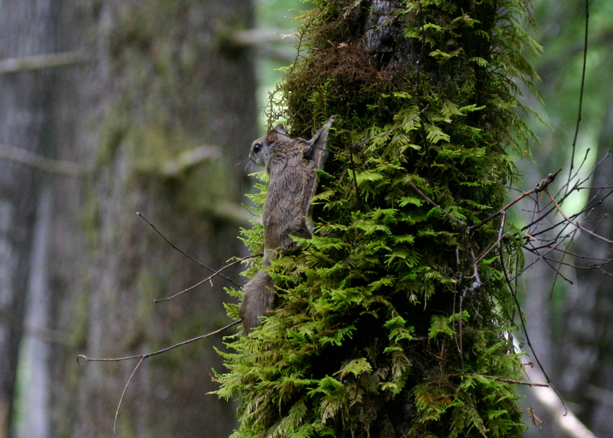 Humboldt’s flying squirrel, pictured, was previously considered a northern flying squirrel, but research by a Juneau scientist published in a May 30 paper has helped establish it as a separate species. This photo provided by paper co-author Nick Kerhoulas was taken in Mendocino County, California. Kerhoulas is a Ph.D. candidate at the University of Alaska Fairbanks. (Courtesy Photo | Nick Kerhoulas)