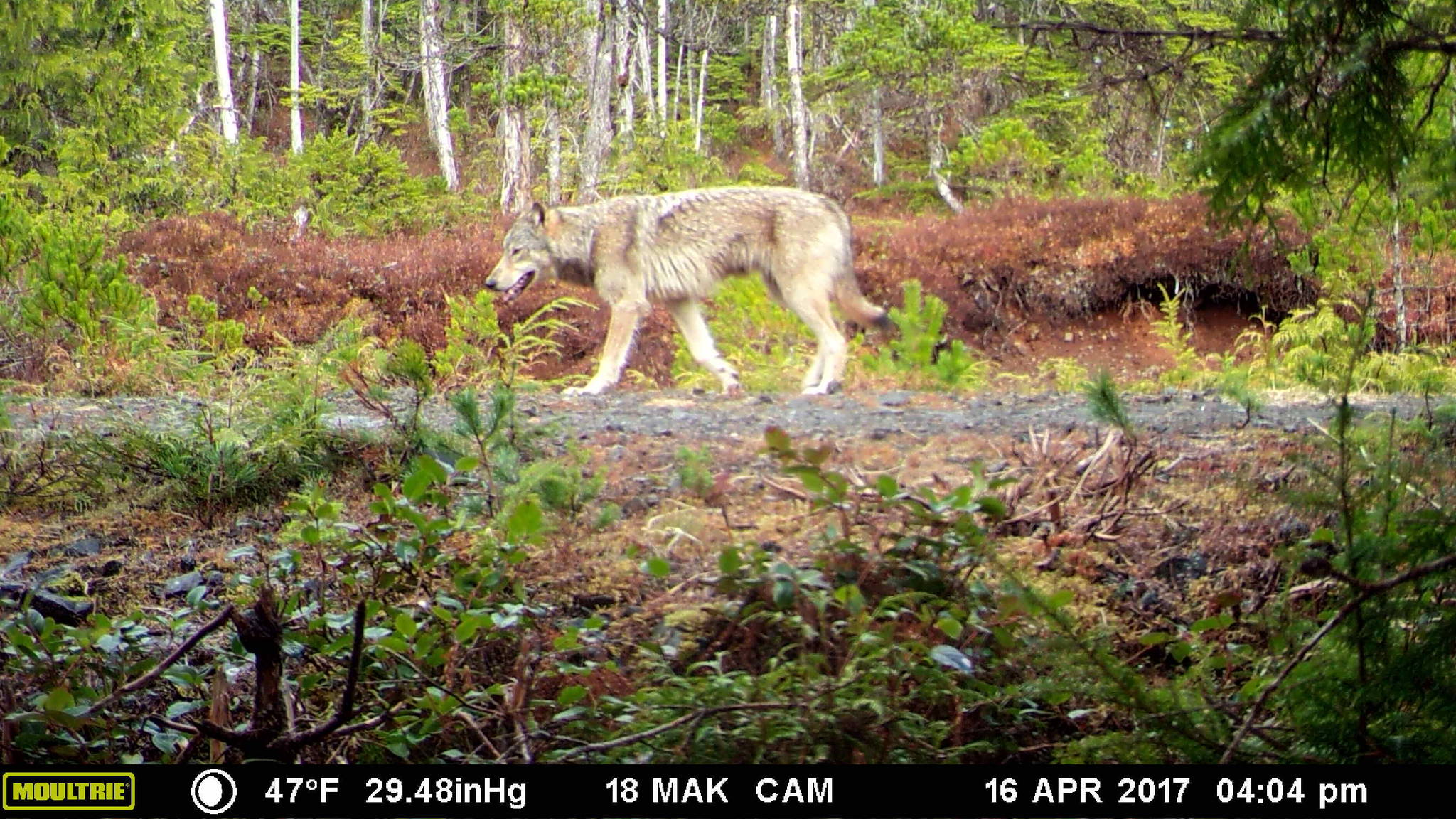 Remote trail cameras help researchers identify wolves while also documenting wolf behavior in the forests of Prince of Wales Island. (Michael Kampnich | TNC)