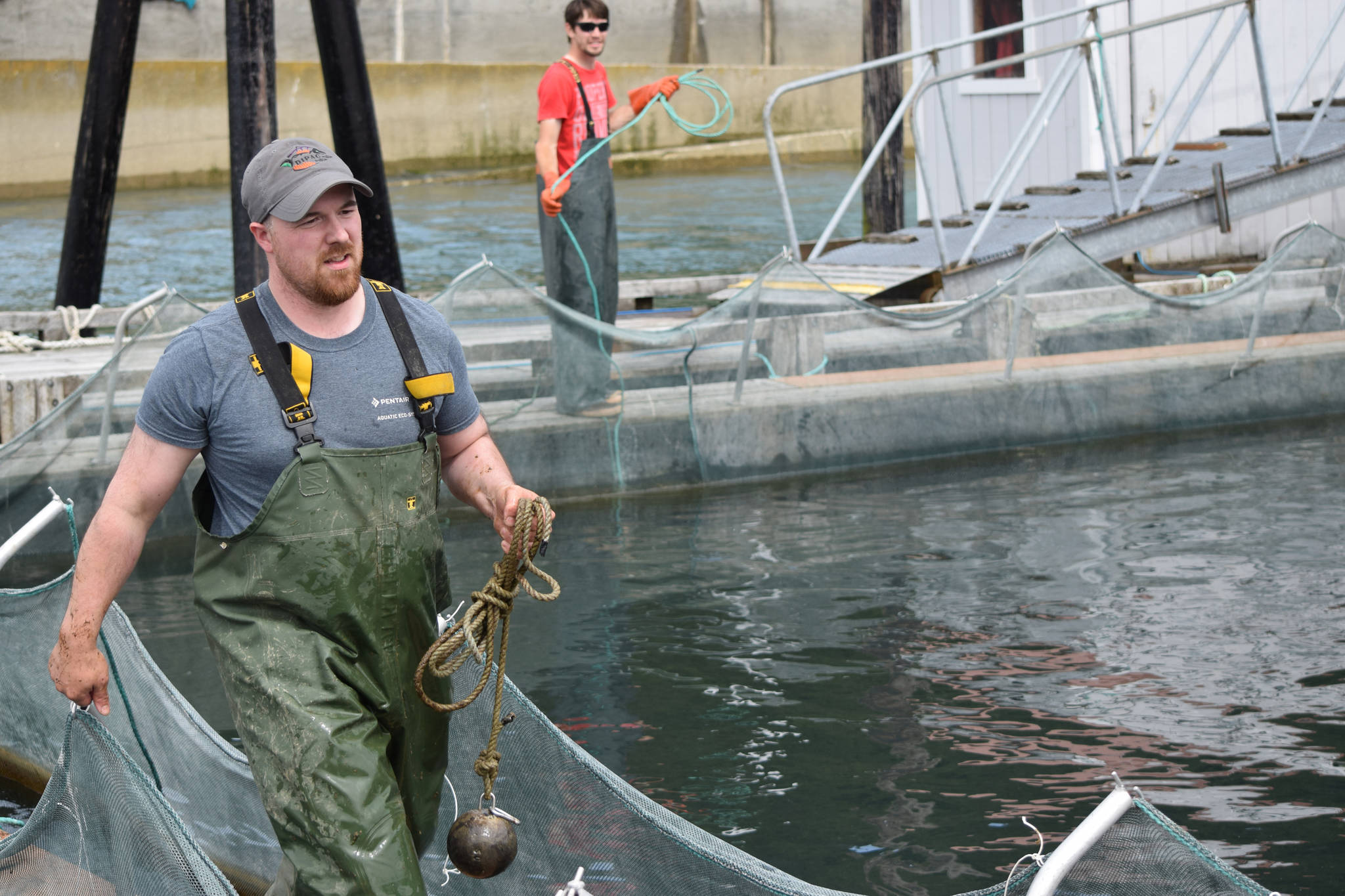 Charlie Currit, foreground, and Elliot Nankervis, background, prepare to release chum salmon from a “net pen” at DIPAC hatchery on Wednesday. (Kevin Gullufsen | Juneau Empire)