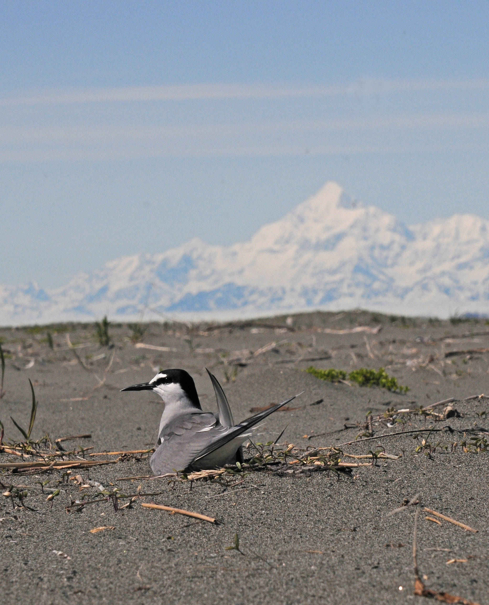 An Aleutian tern sits on its nest, with Mount St. Elias in the background. (Bob Armstrong | For the Juneau Empire)