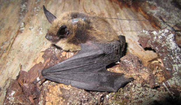The Alaska Department of Fish & Game applied a radio tag to this Keen’s myotis bat as part of their research for the Threatened, Endangered and Diversity Program. (Photo Courtesy Karen Blejwas)