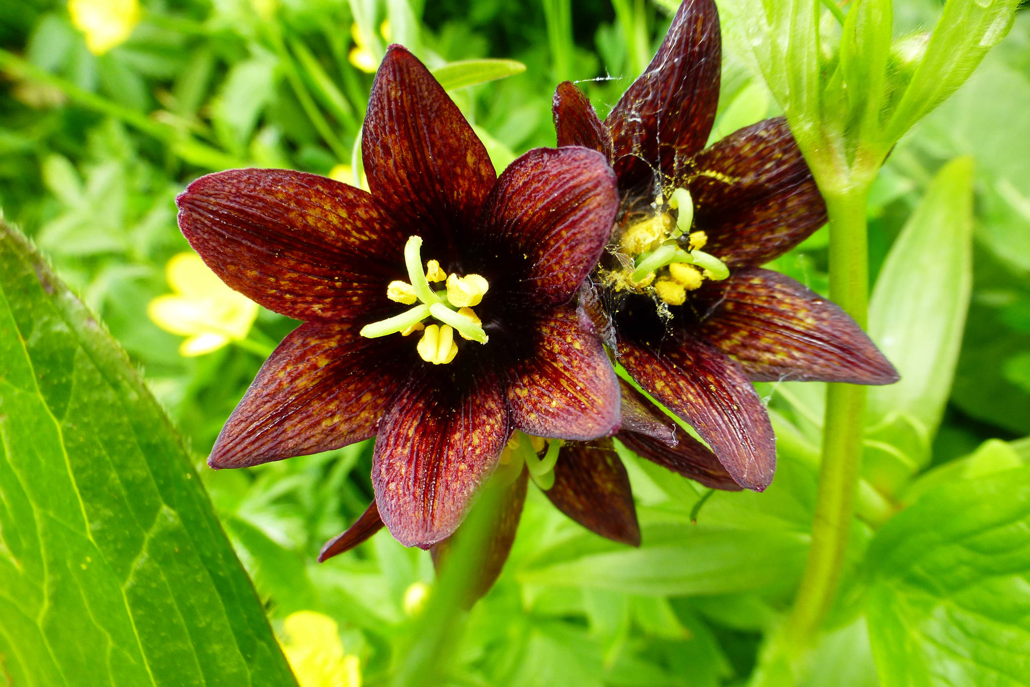 Chocolate lilies abound in Cowee Creek meadow on June 7. (Photo by Denise Carroll)