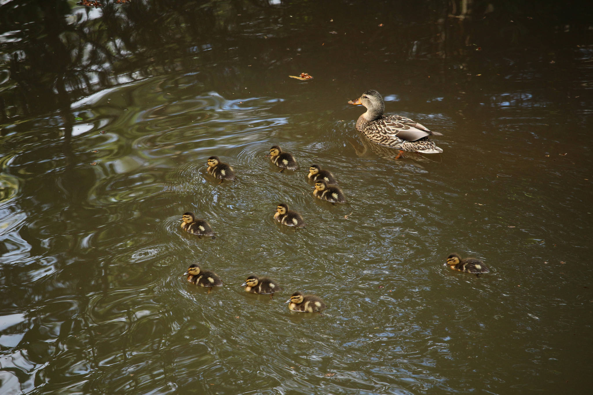A female mallard escorts her ten ducklings across the pond. (David Bergeson | For the Juneau Empire)