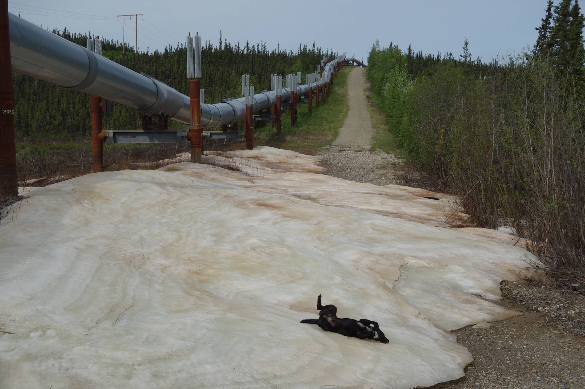 Cora the dog enjoys the coolness of aufeis that endured into June along the section of the Trans-Alaska Pipeline farthest from an Alaska Highway.( Ned Rozell | For the Juneau Empire)