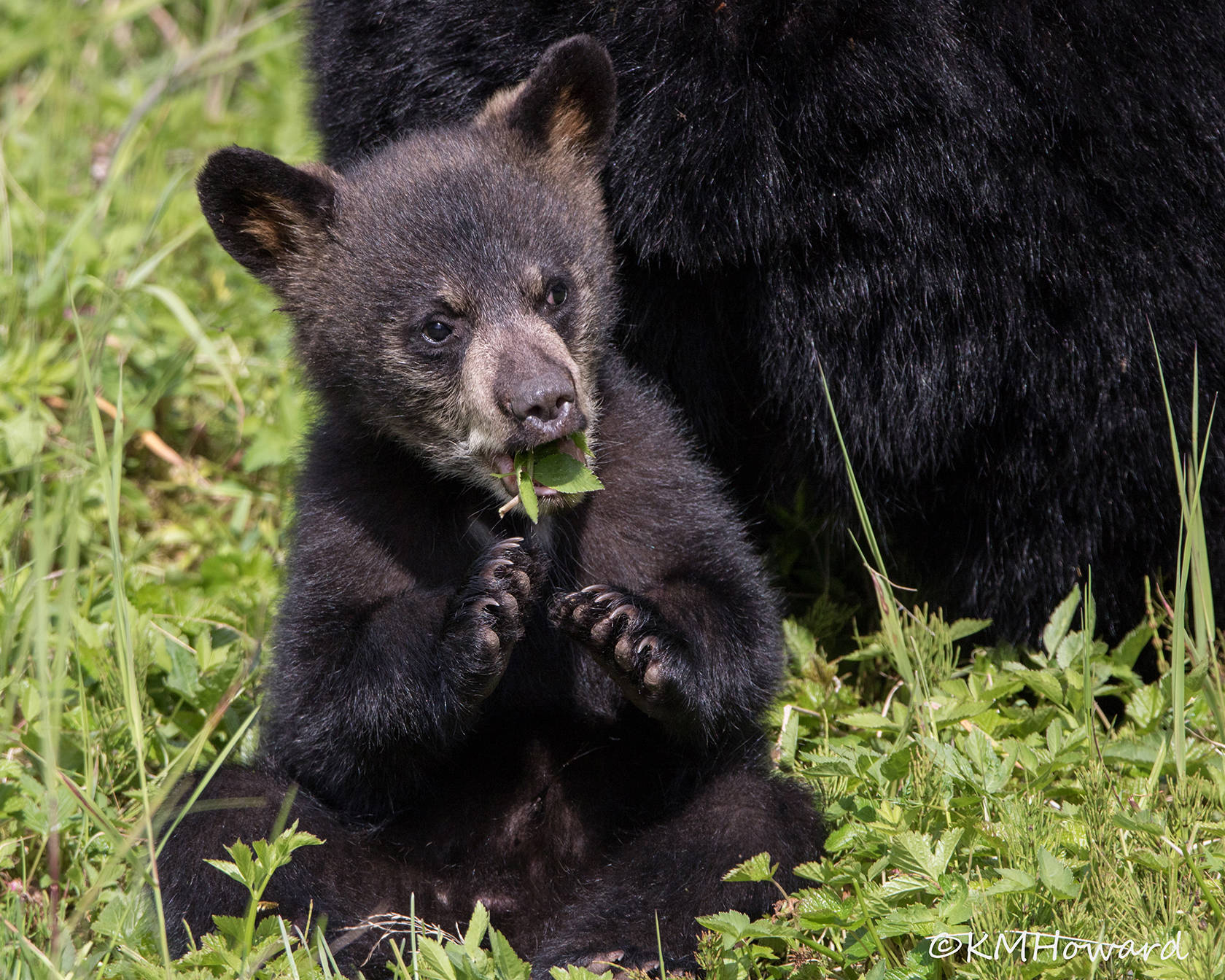 Bear cub in the meadow at the Mendenhall Glacier on June 8. (Photo by Kerry Howard)