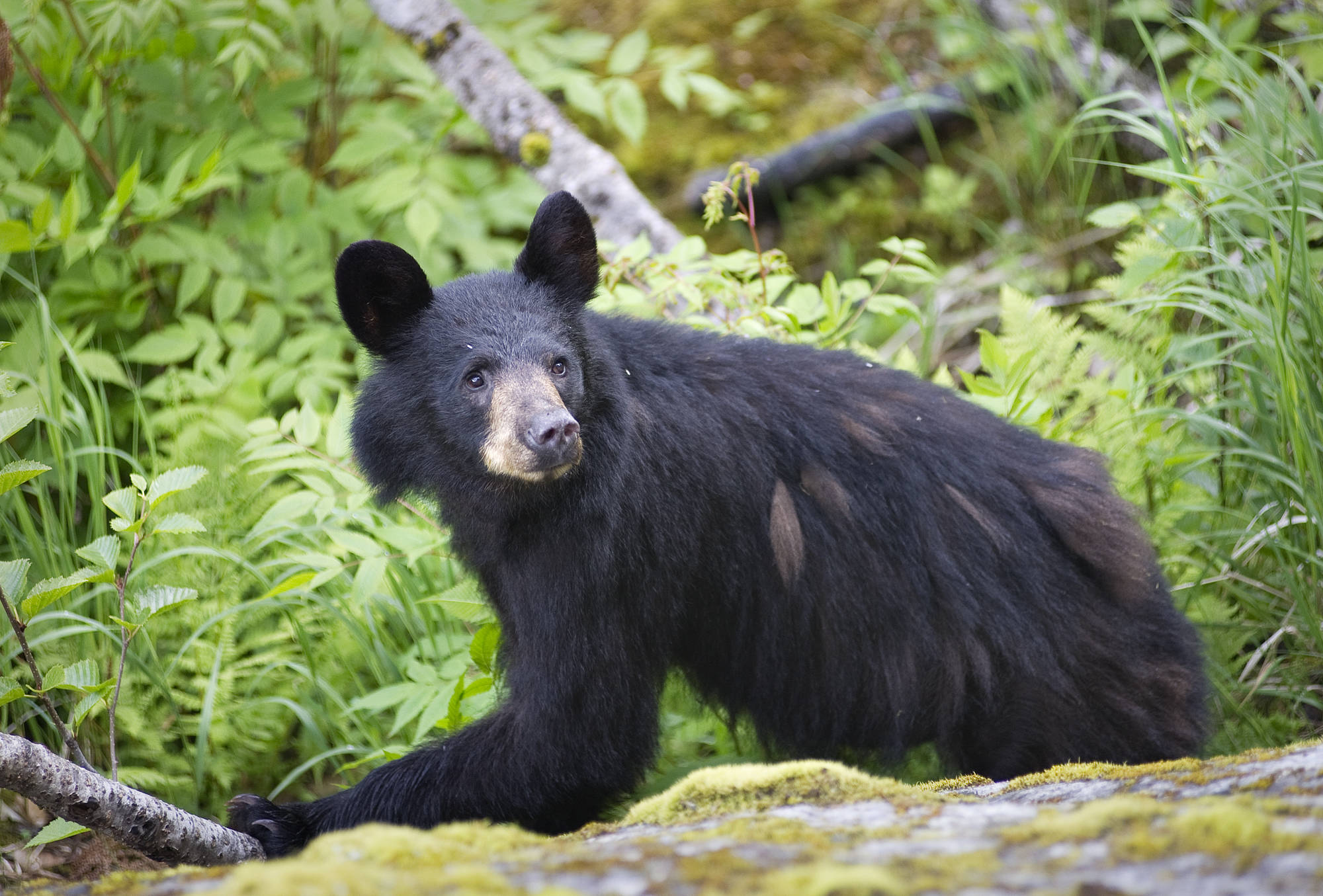 In this June 2012 file photo, a yearling black bear stops to view the tourists after crossing the trail to Photo Point at the Mendenhall Glacier Visitors Center. (Michael Penn | Juneau Empire file)