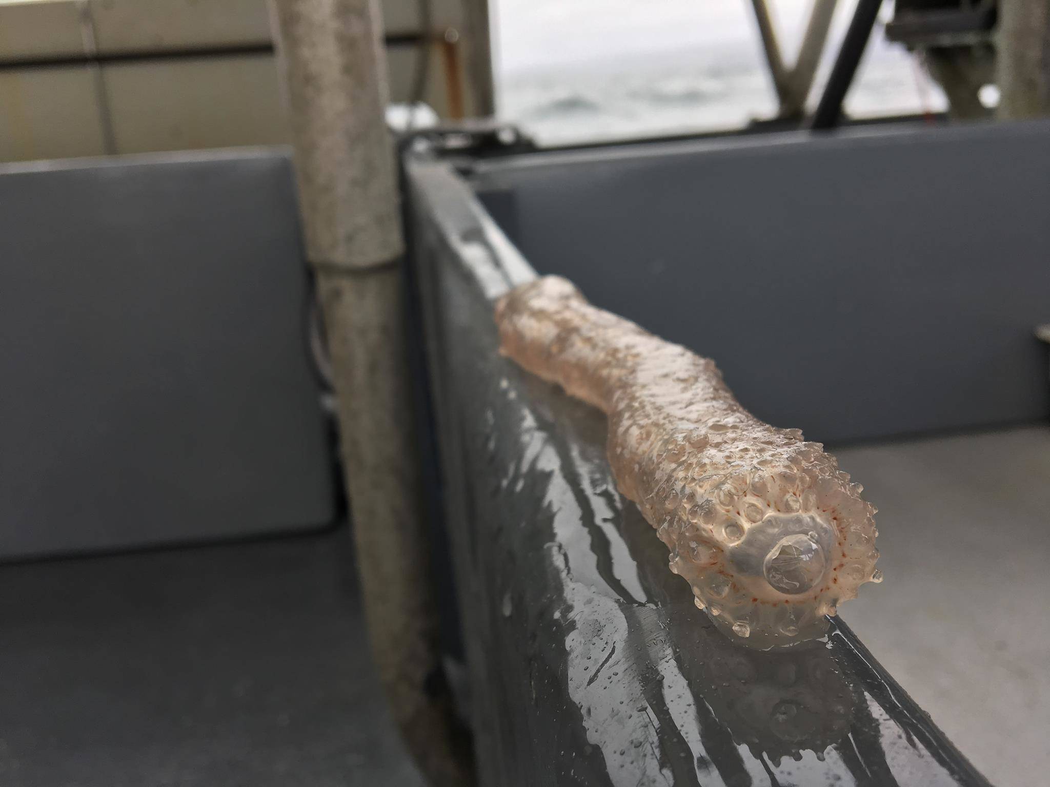 A pyrosome caught on Marar Murry’s fishing boat this year. (Photo courtesy Karen Johnson)