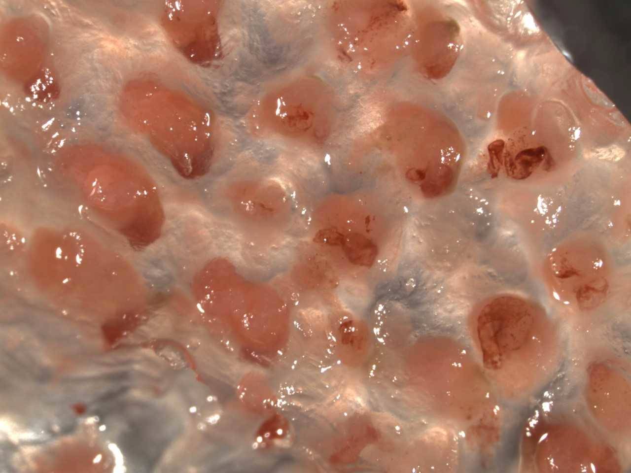 A cross section close-up of a pyrosome, a species of invertebrate which has been newly discovered off the coast of Southeast. (Photo courtesy Jim Murphy)