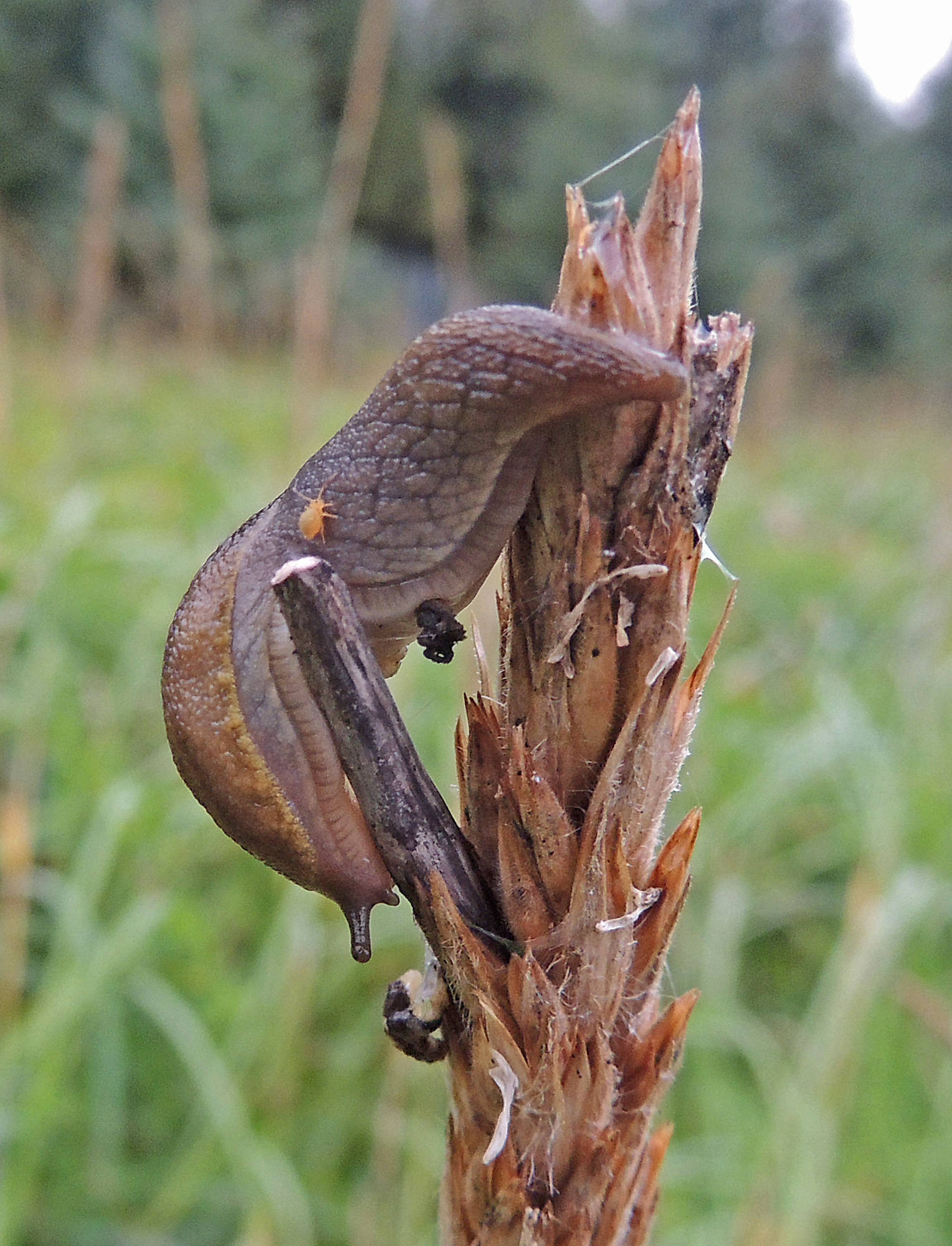 A reticulate taildropper feeds on ergot, a fungus that grows on the seed heads of beach rye. (Photo courtesy Mary Willson)