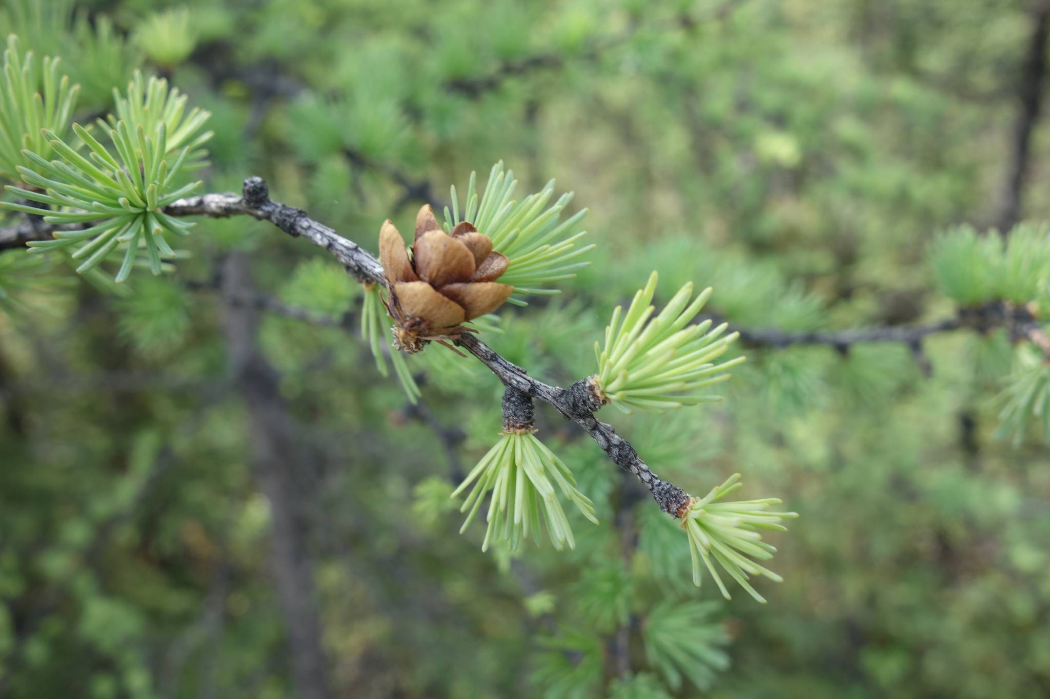 Tamaracks have recovered from a larch sawfly invasion of the 1990s. (Photo by Ned Rozell)