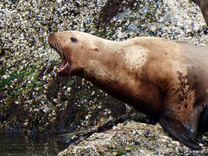 A sea lion barks orders to the rest of the pod on a haul-out in Stephens Passage on June 8. (Photo by Denise Carroll)