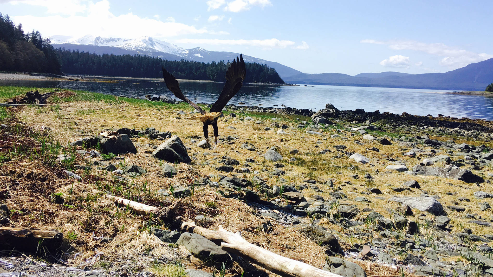 Liftoff! (Photo courtesy of the Juneau Raptor Center)