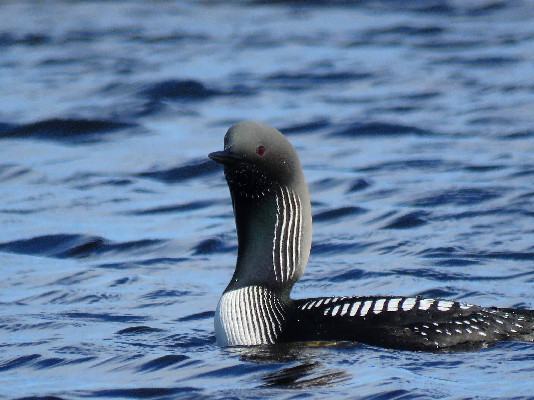 Biologists make room for the loons
