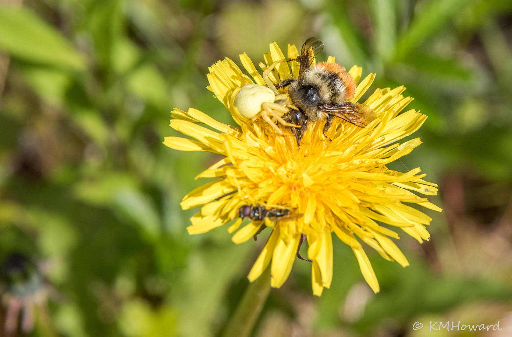 A crab spider has captured a bumble bee on a dandelion flower. (Kerry Howard | For the Juneau Empire)