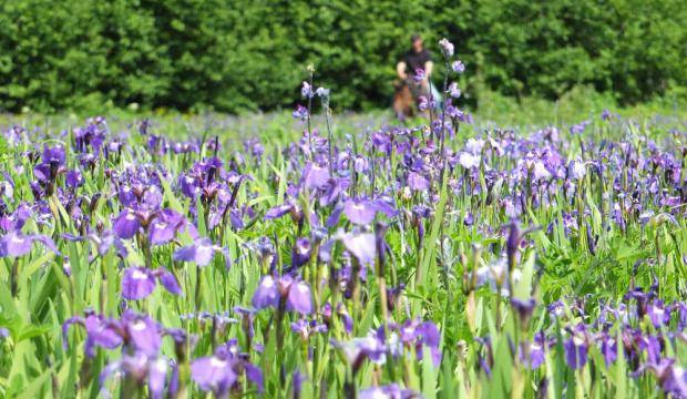 In this file photo from August 2014, amid a field of wild irises, a horseback rider moves down the trails adjacent to Echo Ranch Bible Camp earlier this summer. (Michael Penn | Juneau Empire File)