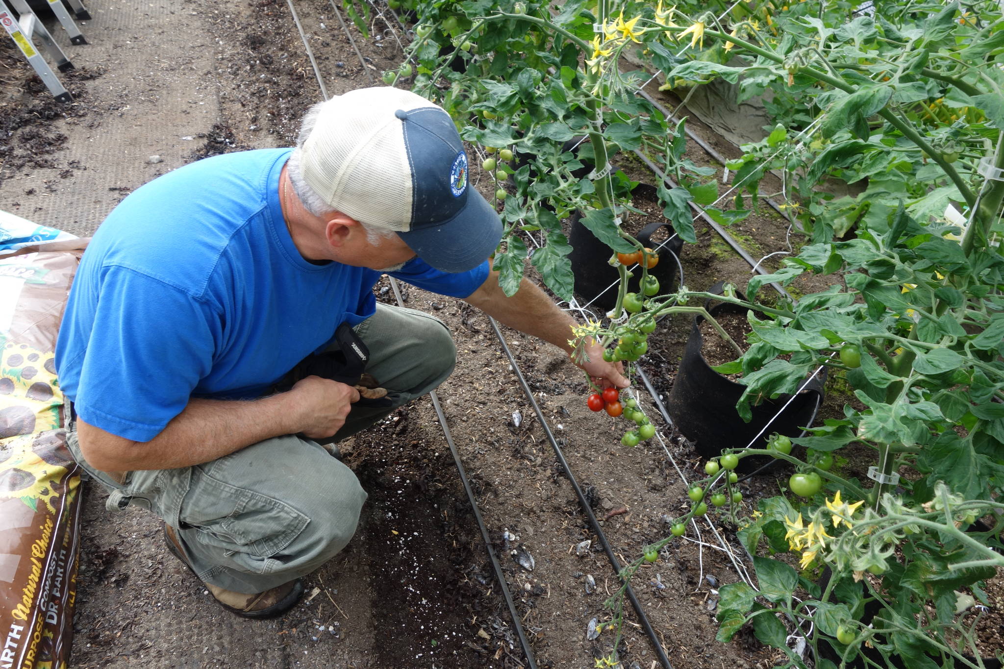 Joe Orsi shows tomatoes growing in his greenhouse. Photo by Clara Miller.