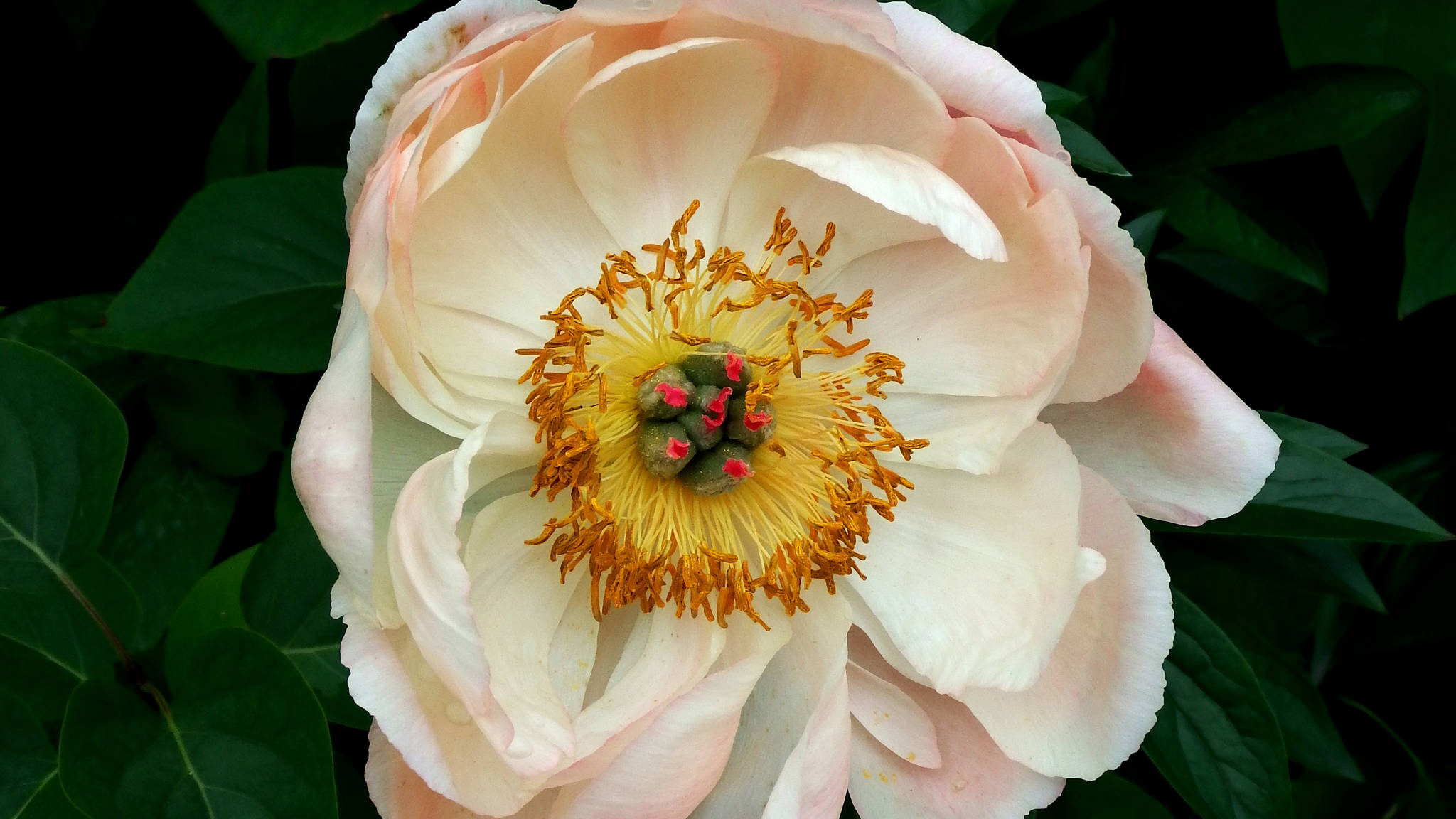 A peony blooming in a downtown Juneau garden in late July. (Linda Shaw | For the Juneau Empire)