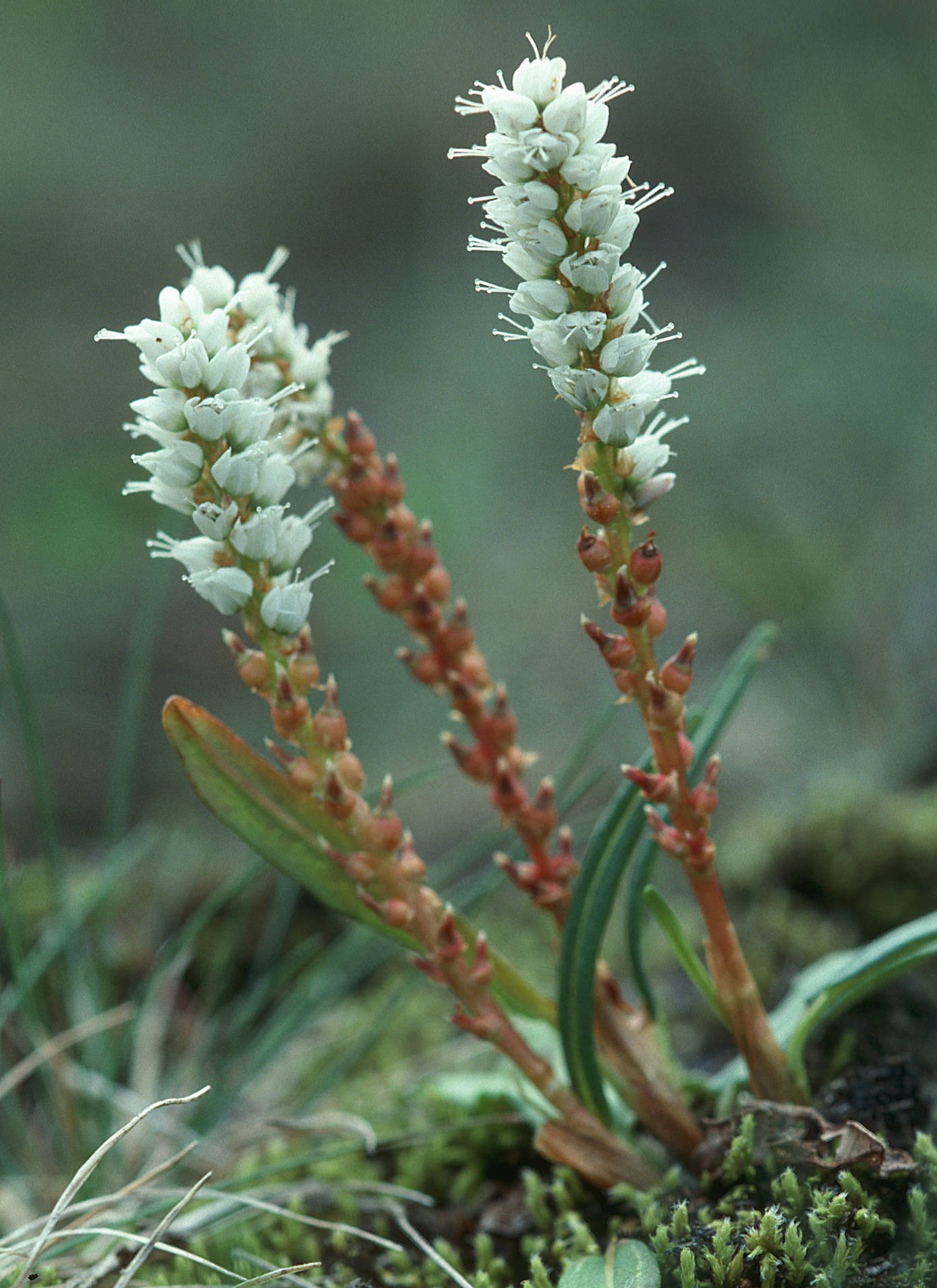 Alpine bistort. (Photo by Bob Armstrong)