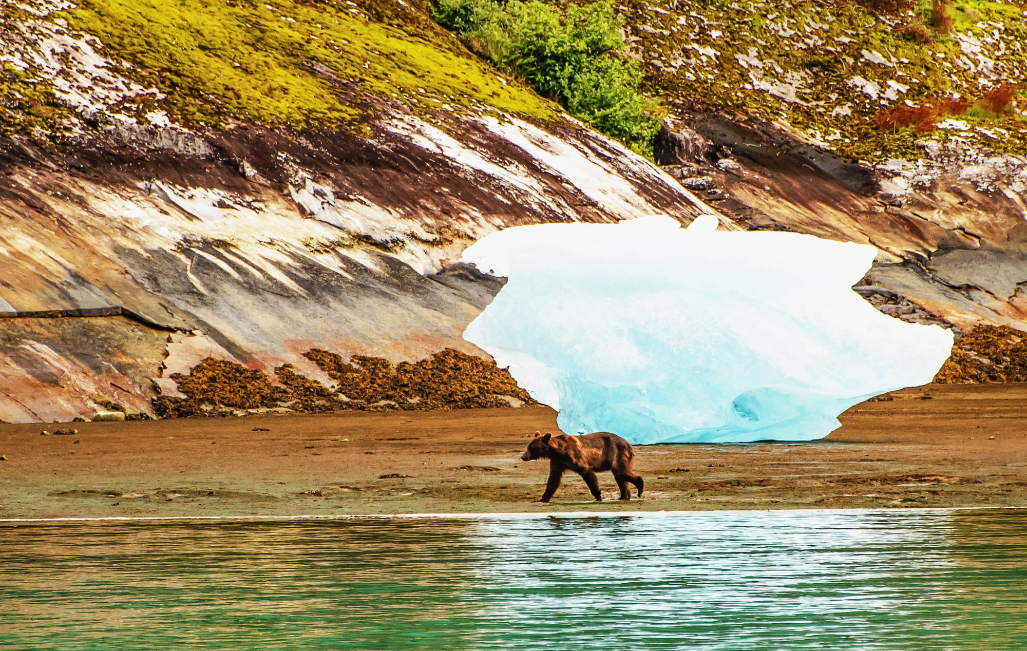 A brown bear walks along the shore with an iceberg aground at Tracy Arm. (Photo by Scott Spickler)
