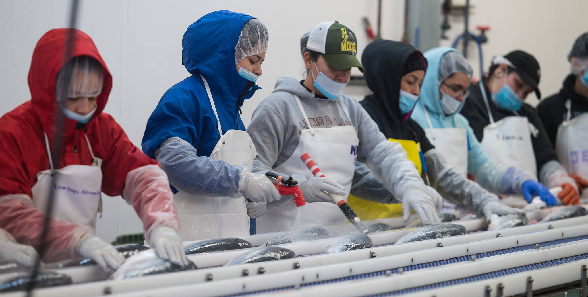 Salmon is processed at Alaska Glacier Seafoods on Tuesday, July 25, 2017. (Michael Penn | Juneau Empire)