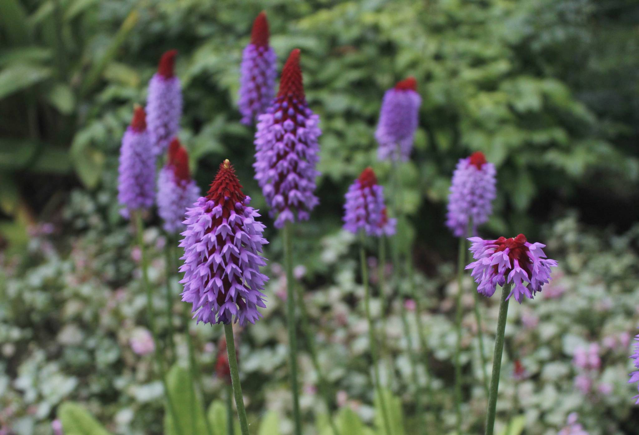 A Primula vialii blooms in the Jensen-Olson Arboretum on Tuesday, July 25, 2017. The arboretum boasts North America’s largest primula (primrose) collection, with about 200 varieties. (Alex McCarthy | Juneau Empire)
