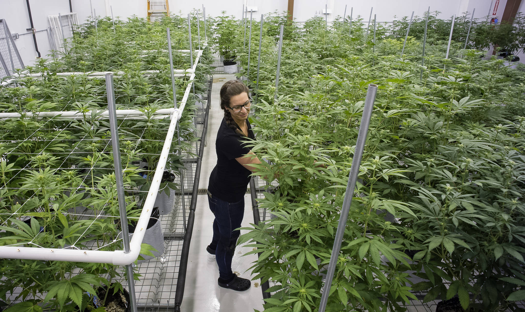 THC Alaska head cultivator Naomi Hamb tends to marijuana plants at the company’s Juneau facility on Thursday, July 27, 2017. The business is owned by Ben and Lacy Wilcox, John Nemeth and Tracy LaBarge. (Michael Penn | Juneau Empire)