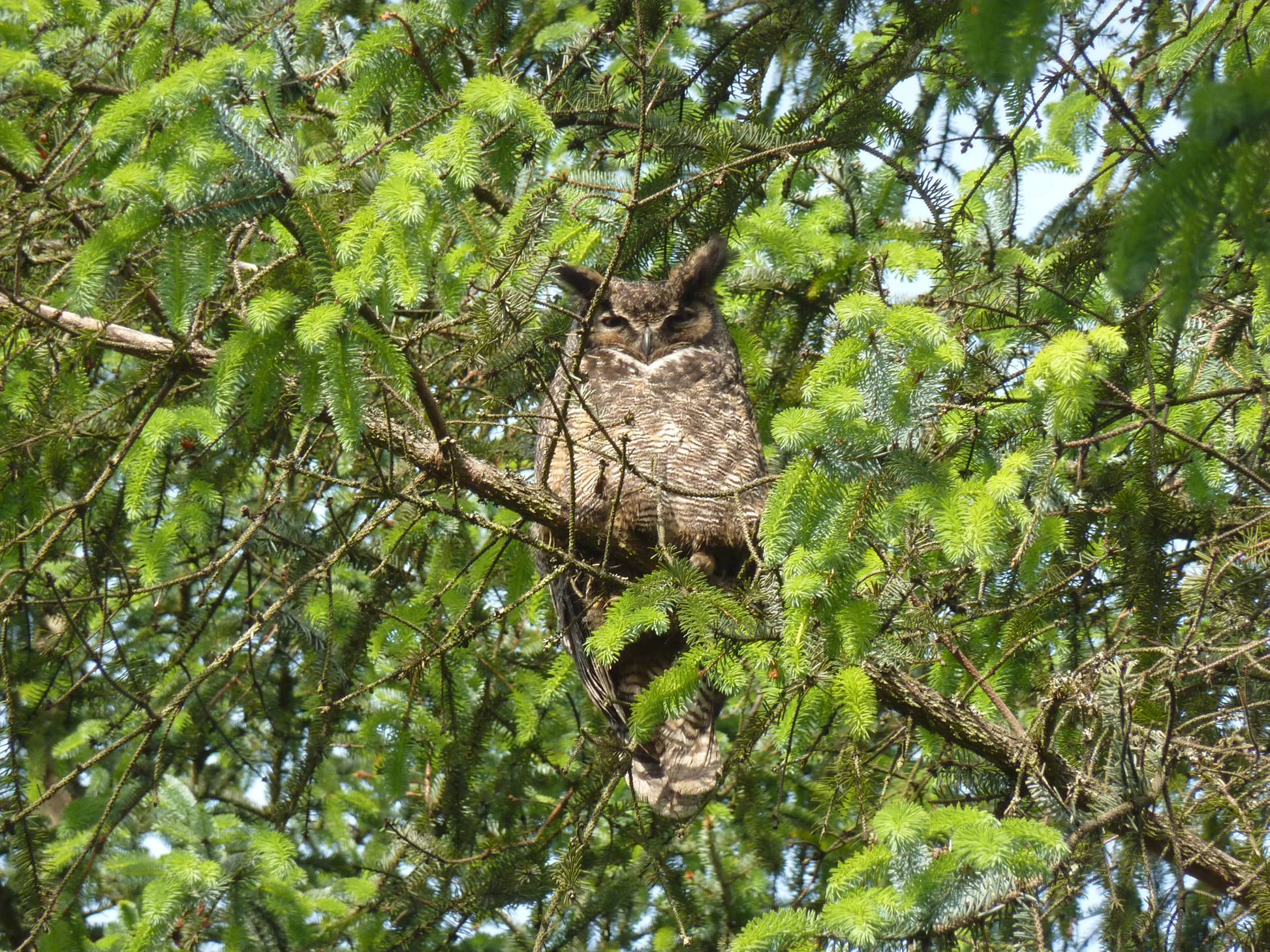 A great horned owl perches in a tree about 25 feet above the ground near the Juneau airport June 18. (Dan Wetherall)