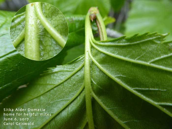 Sitka alder domatia is a home for helpful mites. (Photo by Carol Griswold)
