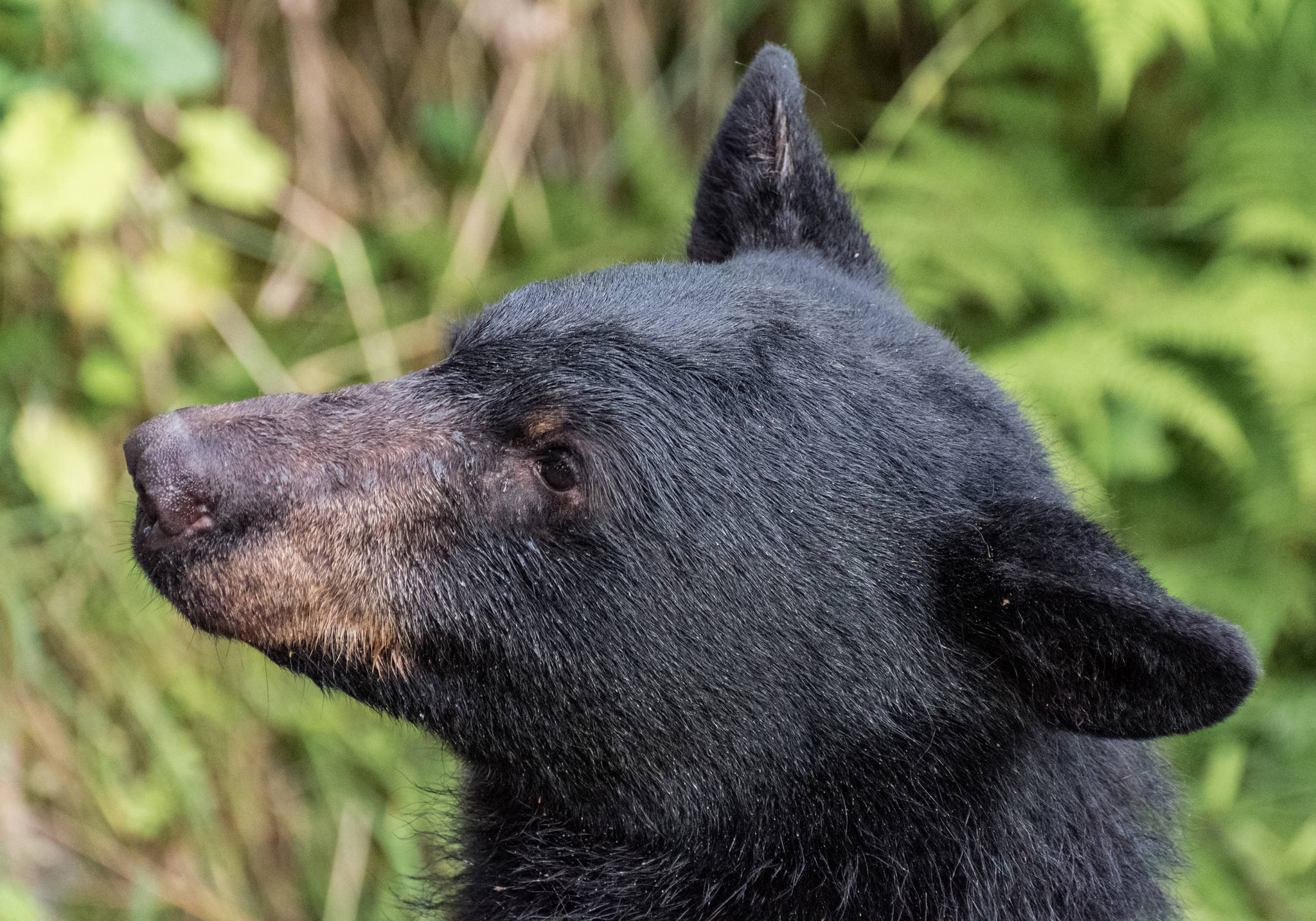 A black bear near Steep Creek on Aug 1. (Angelo Saggiomo | Juneau Empire)