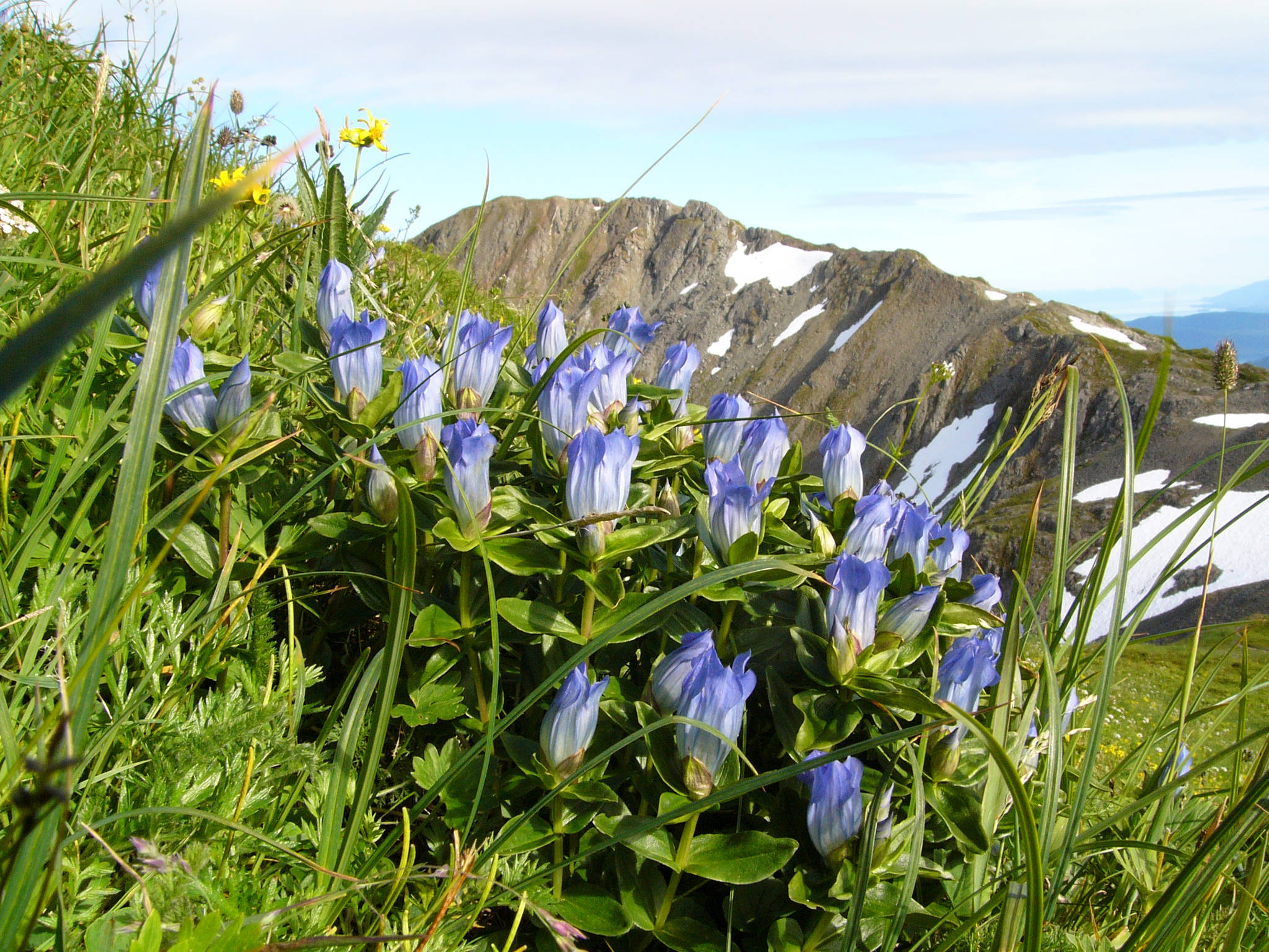 Broad-petalled gentians bloom late in the summer, a visual treat in the alpine. Photo by Bob Armstrong.